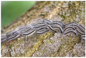 chenilles processionnaires du chêne