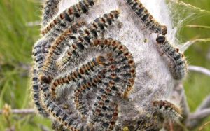 chenilles processionnaires du pin